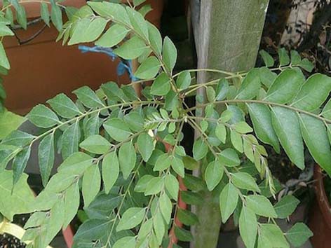 कई बिमारियों से बचाता है करी पत्ता कई बिमारियों से बचाता है करी पत्ता