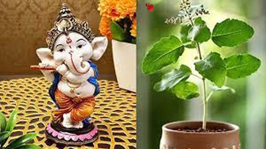 इसलिए भगवान गणेश को नहीं चढ़ती तुलसी इसलिए भगवान गणेश को नहीं चढ़ती तुलसी