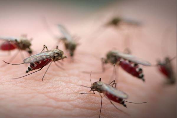 सबसे घातक परजीवियों में से एक है मच्छर - हर साल 4 लाख से अधिक मौतें होती हैं मले‎रिया, डेंगू से