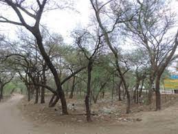 भू-जल स्तर के लिए खतरा है कीकर का पेड़ भू-जल स्तर के लिए खतरा है कीकर का पेड़