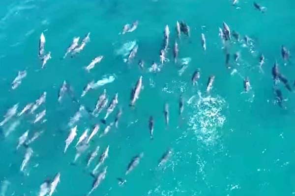 दर्जनों डॉल्फिन्स समुद्र में तैरते देखी  -ऑस्ट्रेलिया के समुद्र में दिखा अद्भुत नजारा