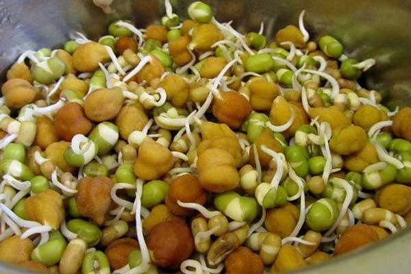 स्वस्थ शरीर के लिए करें अंकुरित चनों का सेवन स्वस्थ शरीर के लिए करें अंकुरित चनों का सेवन