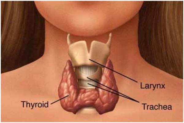 थायरॉइड रोग का इस प्रकार करें उपचार 