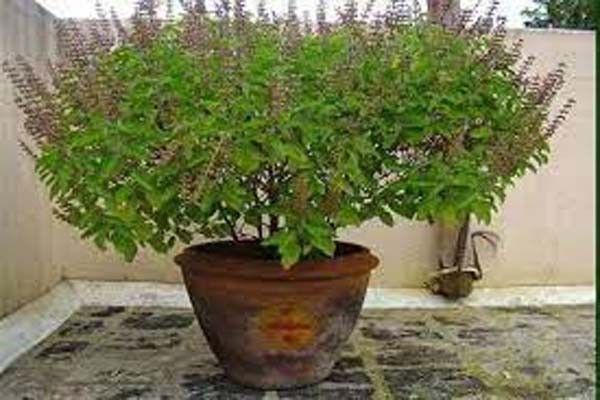 दक्षिण दिशा में न लगायें तुलसी दक्षिण दिशा में न लगायें तुलसी