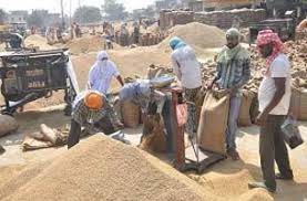 सरकार ने खरीदा 6.5 करोड़ टन धान सरकार ने खरीदा 6.5 करोड़ टन धान