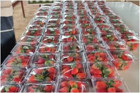 धोनी के फार्म हाउस की स्ट्रॉबेरी की भारी मांग - स्वाद में बेहद रसीले और सेहत के लिए हैं फायदेमंद