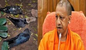 बर्ड फ्लू को लेकर बरतें पूरी सतर्कता-योगी बर्ड फ्लू को लेकर बरतें पूरी सतर्कता-योगी