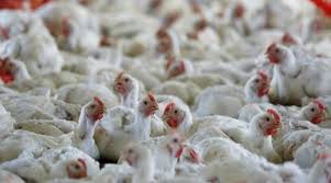  हरियाणा में एक महीने में 4 लाख मुर्गियों की मौत, सरकार अलर्ट पर