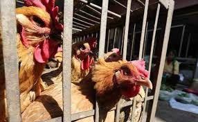 दिल्ली में जीवित मुर्गा-मुर्गियां चिकन नहीं बिकेंगे