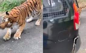 टाइगर ने अपने दांतों से पीछे खींच ली पर्यटकों से भरी सफारी गाड़ी टाइगर ने अपने दांतों से पीछे खींच ली पर्यटकों से भरी सफारी गाड़ी