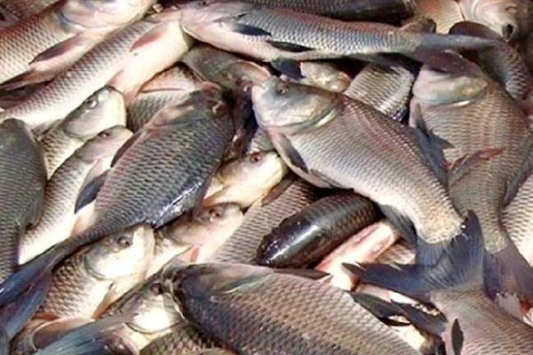 मछली खाइए और स्ट्रेस भगाइए -मछली खाने से शरीर में बैड कोलेस्ट्रॉल होता कम मछली खाइए और स्ट्रेस भगाइए -मछली खाने से शरीर में बैड कोलेस्ट्रॉल होता कम