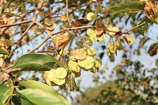 पेड़ों के परागकण से भी फैल सकता है कोराना वायरस  -ताजा अध्ययन के बाद वैज्ञानिकों ने दी चेतावनी