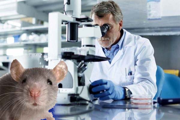 120 साल तक हो सकता है मनुष्य का जीवन! -वैज्ञानिकों ने बढ़ाया चूहे का 23 फीसदी जीवन