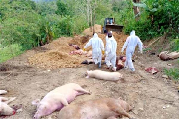 कोरोना के बीच  एएसएफ का कहर मिजोरम में 5000 जानवरों की मौत