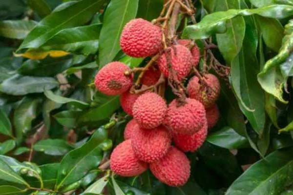 लीची जैसा ये फल है सेहत का खजाना लीची जैसा ये फल है सेहत का खजाना