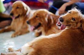  नोएडा में बनेगा देश का सबसे बड़ा डॉग्स पार्क,  कुत्तों के लिए जिम और झूले भी बनेंगे 