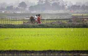 सीजन 2021-22 के लिए सभी खरीफ फसलों के न्यूनतम समर्थन मूल्य में बढ़ोत्तरी को मंज़ूरी सीजन 2021-22 के लिए सभी खरीफ फसलों के न्यूनतम समर्थन मूल्य में बढ़ोत्तरी को मंज़ूरी