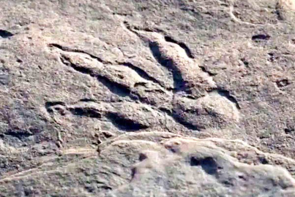 डायनासोरों की छह विभिन्न प्रजातियों के पैरों के निशान मिले  -11 करोड़ साल पहले के अंतिम डायनासोरों के हैं पदचिह्न