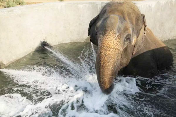 हाथी 540 किमी प्रतिघंटे की रफ्तार से खींचते हैं पानी  -ताजे शोध में हुआ बड़ा खुलासा