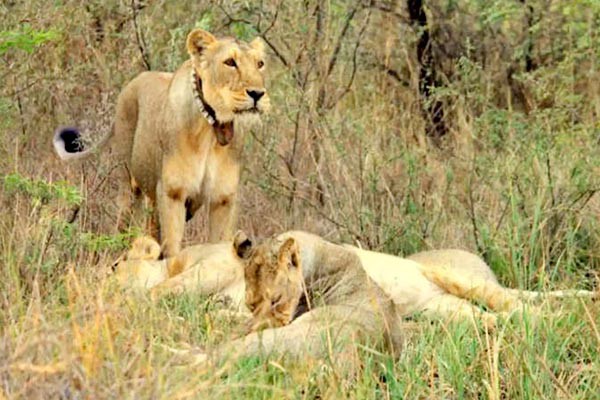 शेरनी की मौत के बाद जू के 9 शेर कोरोना पॉजीटिव