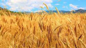  भारत ने कई देशों को पहली बार चावल, गेहूं और अन्य अनाज भेज कर अपने अनाज निर्यात बाजार का विस्तार 