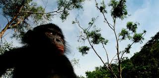 चिम्पांजियों की उपजातियों में जेनेटिक संबंध -बड़े शोध के बाद पता चला