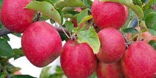 हिमाचल के किसान द्वारा लो-चिलिंग की जरूरत वाली सेब की किस्म का प्रसार दूर-दूर तक हुआ