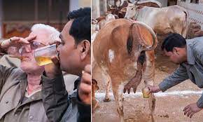गौ मूत्र को लेकर शासकीय स्थिति स्पष्ट होनी चाहिए गौ मूत्र को लेकर शासकीय स्थिति स्पष्ट होनी चाहिए