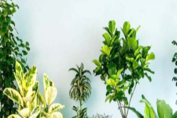 कपल ने ऑफर की पौधों को आधा घंटा गाना गाकर सुनाने की नौकरी, 14 दिन काम के मिलेंगे 50 हजार कपल ने ऑफर की पौधों को आधा घंटा गाना गाकर सुनाने की नौकरी, 14 दिन काम के मिलेंगे 50 हजार