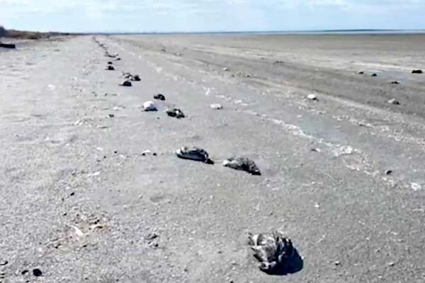 रूस में हजारों पक्षियों की हो रही रहस्यमयी मौत -पक्षी गोल-गोल घूमकर दे रहे जान रूस में हजारों पक्षियों की हो रही रहस्यमयी मौत -पक्षी गोल-गोल घूमकर दे रहे जान