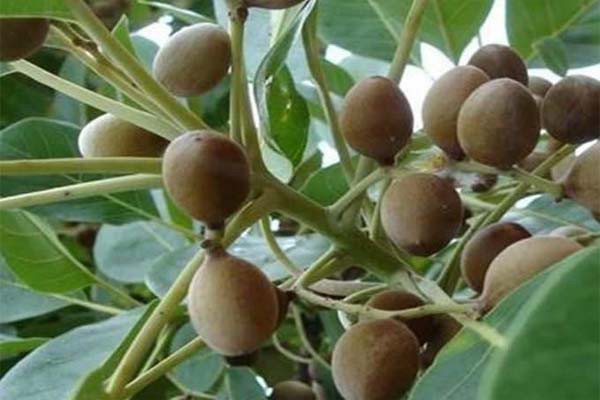 बहेड़ा --- अनोखा लाभदायक बहेड़ा --- अनोखा लाभदायक