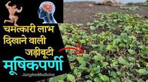 मूषिकपर्णी -----अद्भुत औषधि मूषिकपर्णी -----अद्भुत औषधि