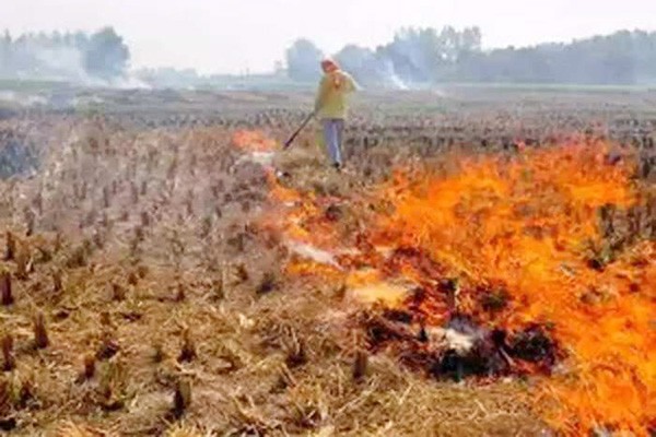 किसानों को सब्सिडी नहीं मिली, पंजाब में फिर पराली जलाना शुरू  -किसानों ने सरकार पर मढ़ा दोष, बोले- महंगे हैं दूसरे उपाय