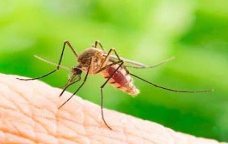 डेंगू से बचाव इस प्रकार करें डेंगू से बचाव इस प्रकार करें