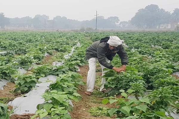 नई तकनीक का इस्तेमाल कर कृषि क्षेत्र से जुड़ें नई तकनीक का इस्तेमाल कर कृषि क्षेत्र से जुड़ें