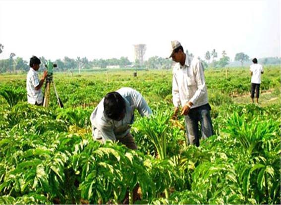 युवाओं के लिए कृषि क्षेत्र में भी हैं अवसर युवाओं के लिए कृषि क्षेत्र में भी हैं अवसर