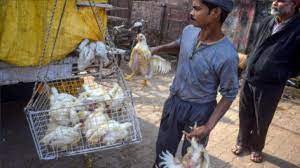 महाराष्ट्र में मंडराया बर्ड फ्लू का खतरा, 25 हज़ार पक्षियों को मारने के आदेश