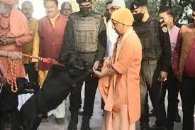 चुनावी शोरगुल के बीच सीएम योगी ने गुल्लू और कालू को दिया समय -योगी आदित्यनाथ की इनके साथ की फोटो सोशल मीडिया पर वायरल चुनावी शोरगुल के बीच सीएम योगी ने गुल्लू और कालू को दिया समय -योगी आदित्यनाथ की इनके साथ की फोटो सोशल मीडिया पर वायरल