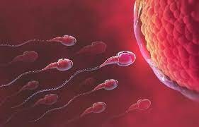 कुछ दशकों में पुरुषों के शुक्राणुओं की संख्या में आई कमी  -गलत आदतों से बच्चे पैदा करने की क्षमता होती है काफी प्रभावित 