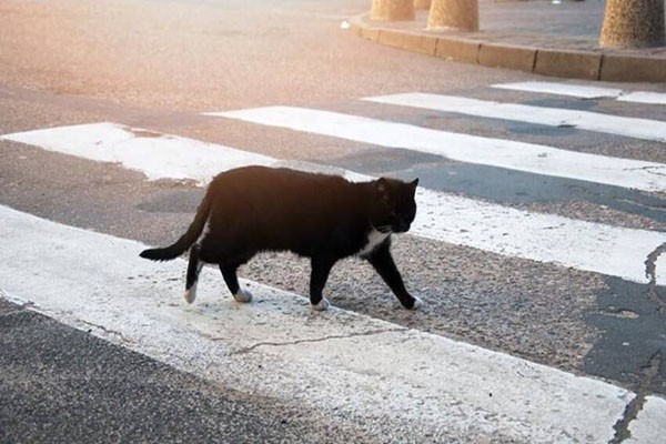 काली बिल्ली रास्ता काटे तो माना जाता है अशुभ  ?