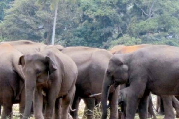 ओडिशा के क्योंझर में ट्रेन की टक्कर से तीन हाथियों की मौत
