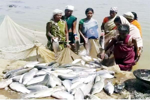मछली पालन कारोबार में बढ़ रहे अवसर मछली पालन कारोबार में बढ़ रहे अवसर