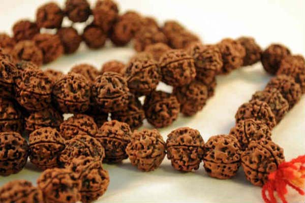 रुद्राक्ष और उनके महत्व रुद्राक्ष और उनके महत्व