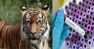 (न्यूयॉर्क)इंसानों से जानवरों में फैला कोरोना अमेरिका में बाघिन में दिखे कोरोना के लक्षण (न्यूयॉर्क)इंसानों से जानवरों में फैला कोरोना अमेरिका में बाघिन में दिखे कोरोना के लक्षण