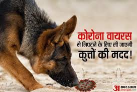 कुत्तों की मदद लेंगे कोरोना मरीजों की पहचान के लिए -लार और मूत्र के नमूनों को सूंघ कर लगाएंगे पता कुत्तों की मदद लेंगे कोरोना मरीजों की पहचान के लिए -लार और मूत्र के नमूनों को सूंघ कर लगाएंगे पता