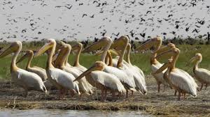 झीलों का सौंदर्य बढ़ाते प्रवासी पक्षी (अंतरराष्ट्रीय प्रवासी पक्षी दिवस 9 मई पर विशेष) झीलों का सौंदर्य बढ़ाते प्रवासी पक्षी (अंतरराष्ट्रीय प्रवासी पक्षी दिवस 9 मई पर विशेष)