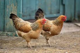(भोपाल)  सैकडों मुर्गा- मुर्गियों की मौत, बर्ड फ्लू से मौत की आशंका मुर्गी पालन केंद्र के मालिकों ने गुपचुप तरीके से  दफ्नाया