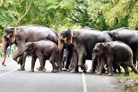  केरल में एक साल के भीतर इंसानी क्रूरता के शिकार हुए करीब 600 हाथी 