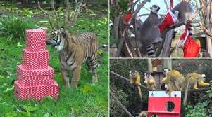 लंदन के चिड़ियाघर में जानवरों को दिए गए क्रिसमस के तोहाफे लंदन के चिड़ियाघर में जानवरों को दिए गए क्रिसमस के तोहाफे