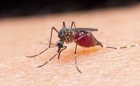 मलेरिया परजीवी कैसे करता है हमला  -अनुसंधानकर्ताओं ने लगा लिया पता 